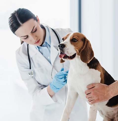 Karamanlı Veteriner